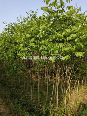 江西無患子 特征、用途與種植經(jīng)營指南