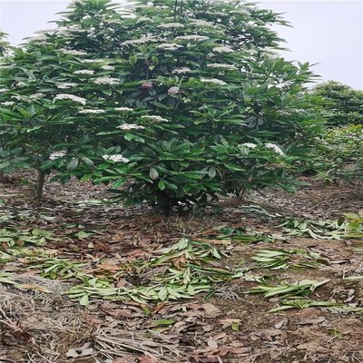 中華石楠球的種植與經(jīng)營指南