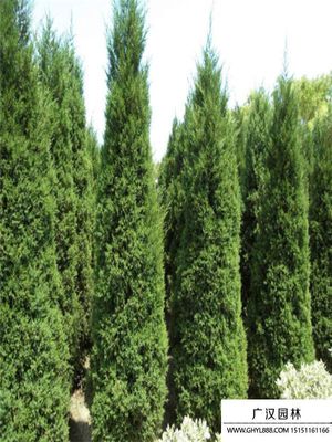 圓柏樹基地 綠色產(chǎn)業(yè)的專業(yè)化樹木種植與經(jīng)營