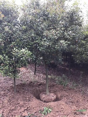 櫻花樹木種植經(jīng)營 從選種到市場推廣的全方位指南