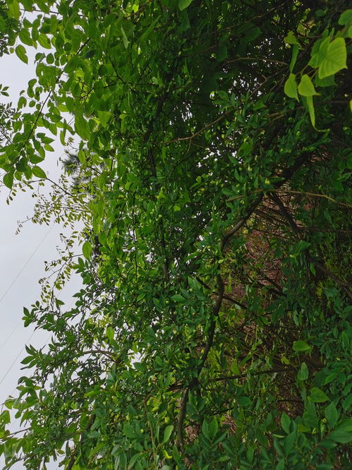 野生樹(shù)木的加工價(jià)值 種植與可持續(xù)利用的機(jī)遇