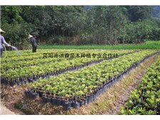 簡(jiǎn)陽(yáng)市洪森苗木種植專業(yè)合作社公司簡(jiǎn)介