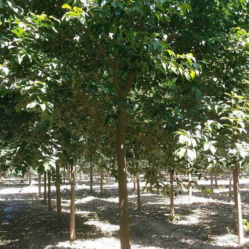 2022年無(wú)錫地區(qū)10公分國(guó)槐上車價(jià)及股份集團(tuán)樹(shù)木種植分析