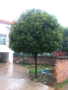 供應(yīng)各類綠化苗木桂花樹(shù) 優(yōu)質(zhì)廠商與指導(dǎo)價(jià)介紹