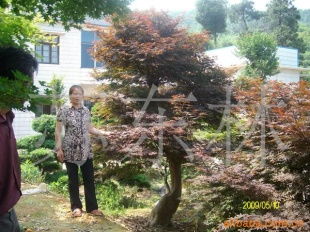 綠化苗木產(chǎn)品列表 | 第255頁 精選樹木種植指南