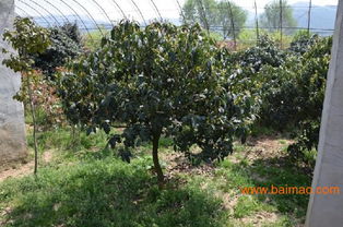 青島綠化苗木供應(yīng)專家 先森花卉——打造城市綠化的首選伙伴