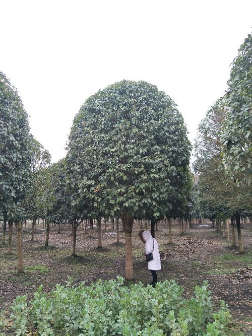 貴州八月桂苗木種植基地 批發(fā)價(jià)直銷，打造芬芳園林