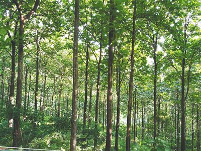 海南林木種質(zhì)亮家底 資源盤點(diǎn)與樹木種植發(fā)展策略