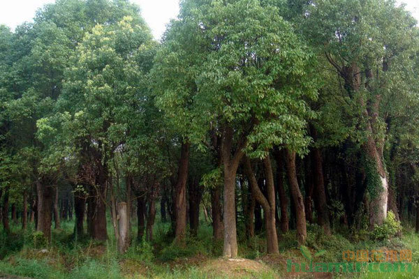 樹木移栽后長勢(shì)不良的常見原因與綜合救治方案