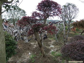 河北省唐山市海成綠化苗木基地 專業(yè)苗木種植與綠化服務