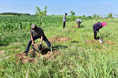 黃河流域高質量發(fā)展 中央文件聚焦生態(tài)優(yōu)先，樹木種植成為關鍵一環(huán)